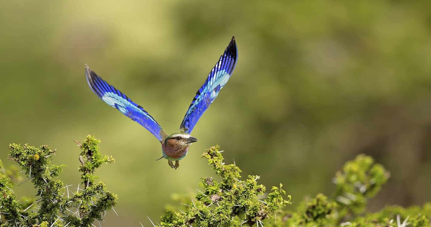 maasai mara birds