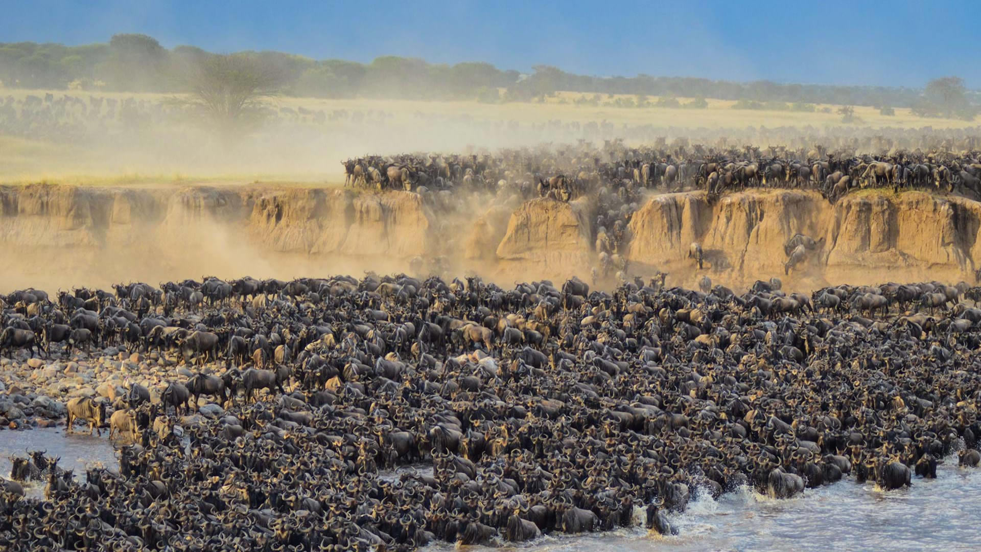 maasai mara wildebeest migration