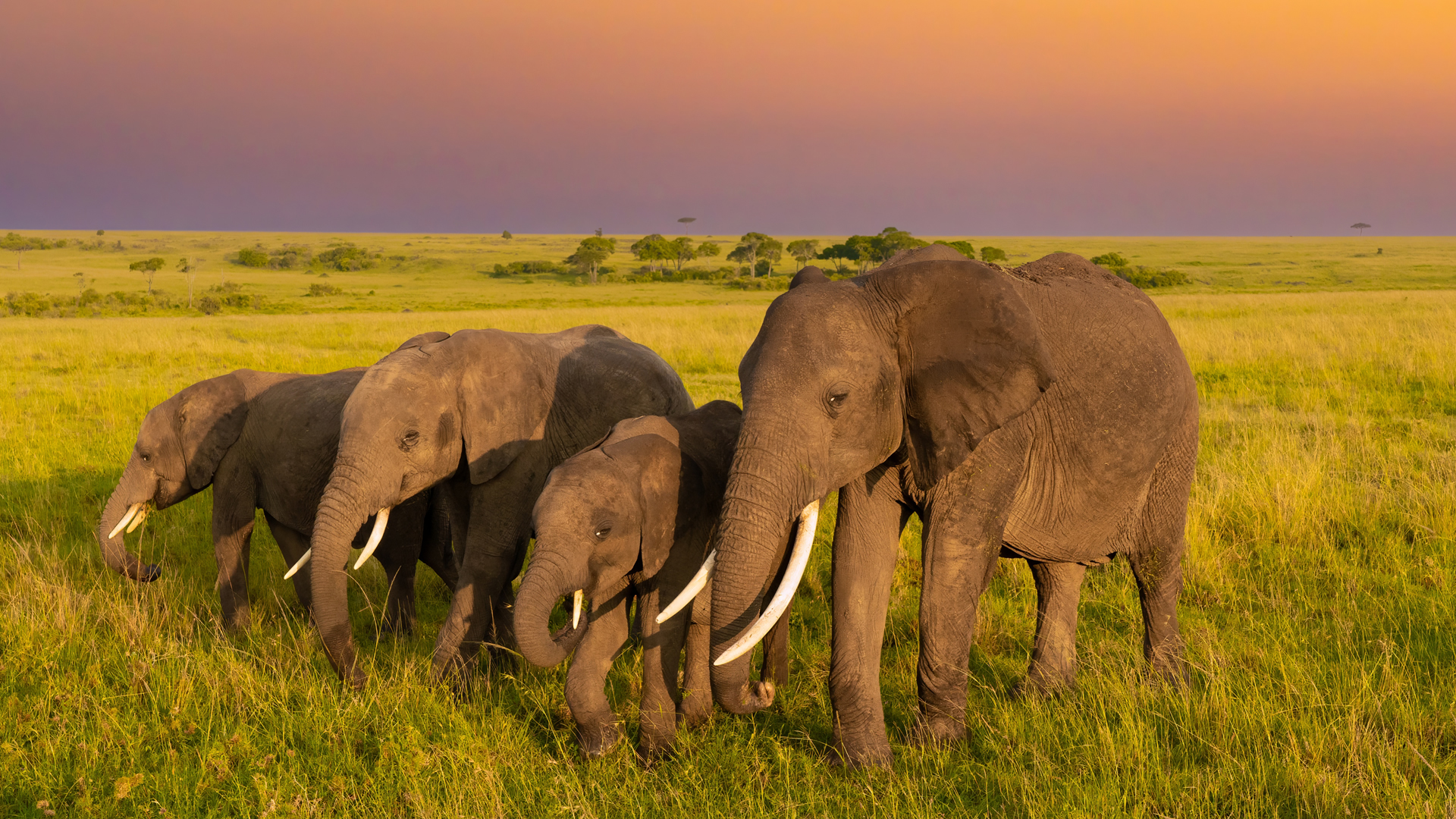 maasai mara wildlife